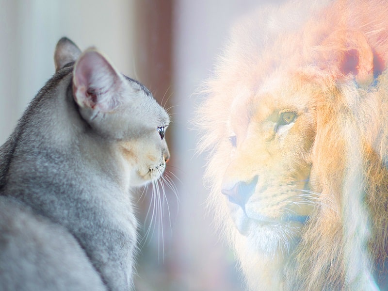 cat reflection of lion